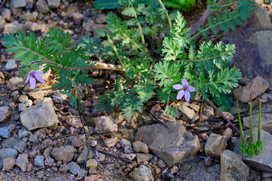 Erodium da determinare